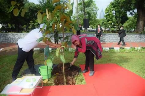 Mengenal Apa Itu Reboisasi Pengertian Manfaat Dan Con