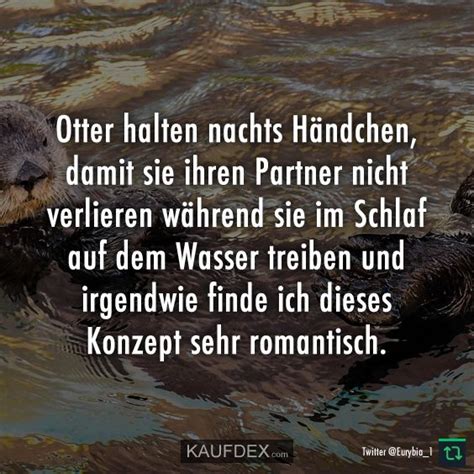 Otter Halten Nachts H Ndchen Damit Sie Ihren Partner Nicht