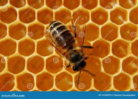 Bee On Honeycomb Royalty Free Stock Photo - Image: 15100975