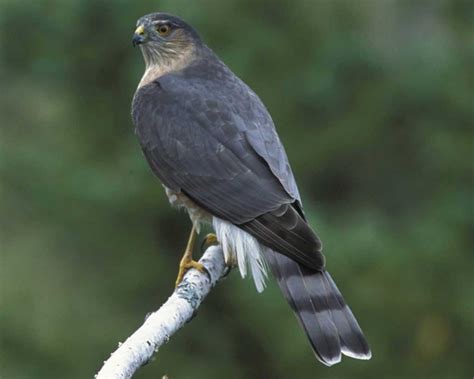 Sharp Shinned Hawk - Facts, Habitat, Diet, Calls, Pictures