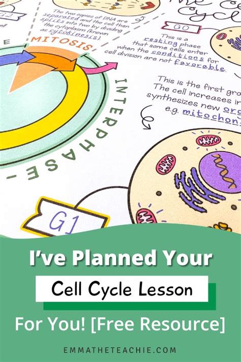 Ive Planned Your Cell Cycle Lesson For You Free Resources