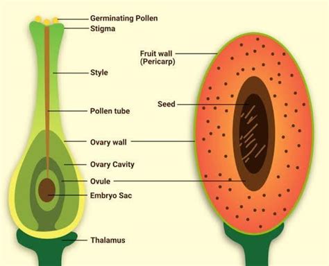 4 What Is The Ripened Ovary Of Flowering Plant Containing Seeds