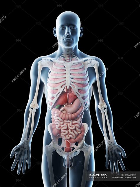 Human Body Internal Organ Medical 3d Model Stock Photo Download Image