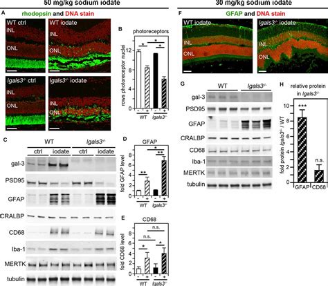 Frontiers Galectin Promotes M Ller Glia Clearance Phagocytosis Via