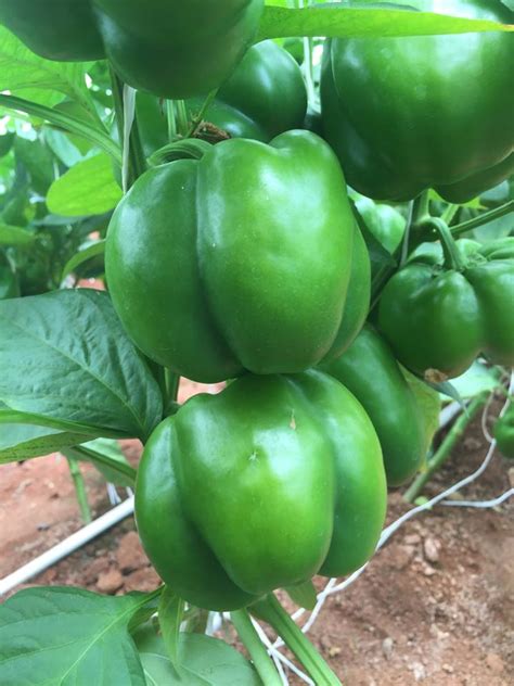 Capsicum Seed Syed Garden
