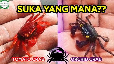 Suka Yang Mana Nih Tomato Crab Atau Orchid Crab Youtube