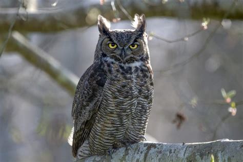 21 Types Of Owls In The United States Bird Feeder Hub