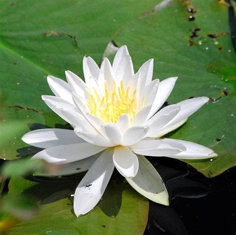 Water Lily Flower Essence – Bane Folk