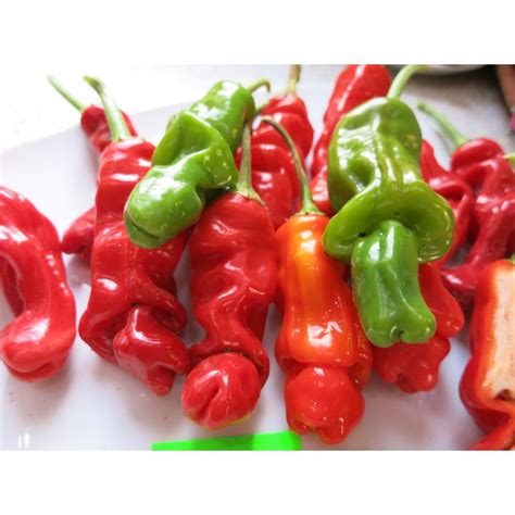 PAPRYKA PAPRYFIUTEK PAPRYFIUTKI