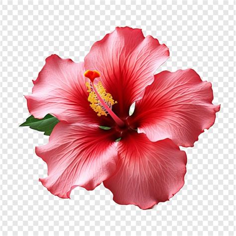 Premium PSD Hibiscus Flower Png Isolated On Transparent Background