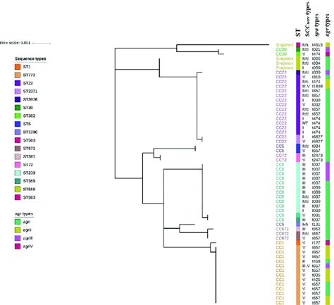 A Phylogenetic Tree Was Constructed Based On The Seven Housekeeping