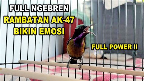 BURUNG KONIN GACOR FULL NEMBAK ISIAN BREN RAMBATAN AMPUH BUAT