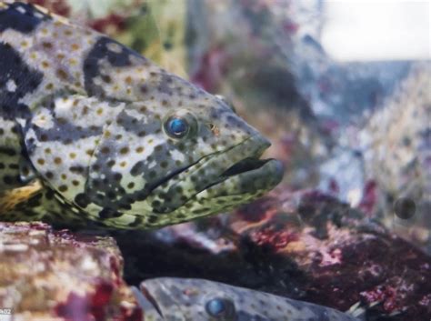 Orange Spotted Grouper Fishing Regulations Lures Behavior And Prime