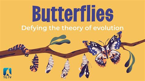 Butterflies Defying The Theory Of Evolution YouTube