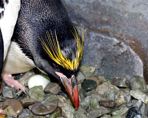 Macaroni Penguin Ocean Treasures Memorial Library