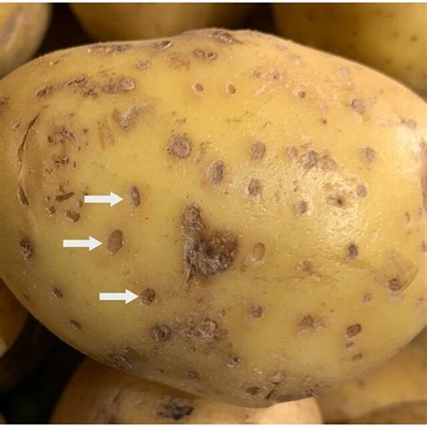 Bacterial Lenticel Spot Of Potato Arrows Point To Sunken Lenticels