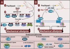 Peripheral Deficiency And Antiallodynic Effects Of Arachidonoyl