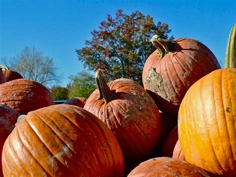 Best Chicago-Area Pumpkin Patches 2019 | Plainfield, IL Patch