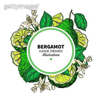 Bergamot Vector Drawing Frame Isolated Template Of Citrus Fruit