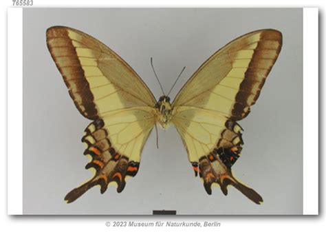 heraclides himeros himeros holotype brazil mfnb