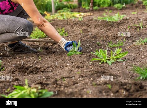 Photo Of Gloved Woman Hand Holding Weed And Tool Removing It From Soil