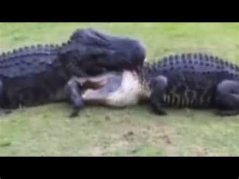 jacaré açu vs crocodilo do nilo quem vence essa batalha de grandes