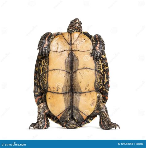 Plastron of the Ornate or Painted Wood Turtle Stock Photo - Image of ...