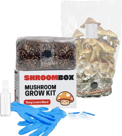 Shroombox All In One Mushroom Grow Kit In A Bag Mushroom Grow Bag