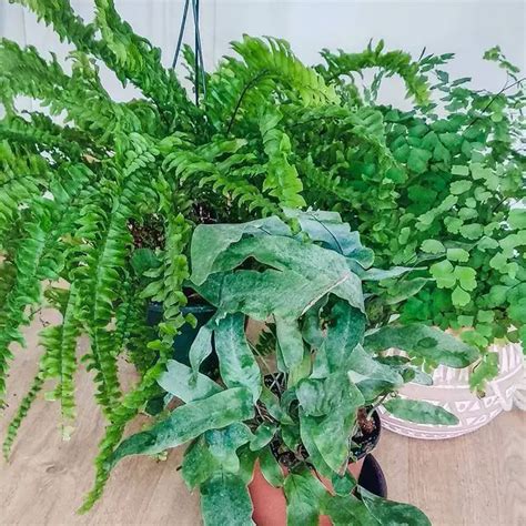 Types of Ferns: A Comprehensive Guide to Varieties and Care