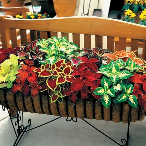 Wizard Mix Coleus Seeds Ae20235458 Gnseeds