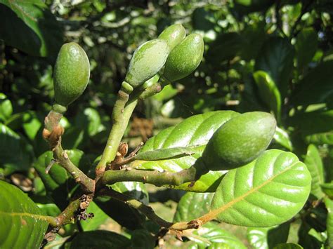 Small Immature Fruit Tree Free Photos Uihere