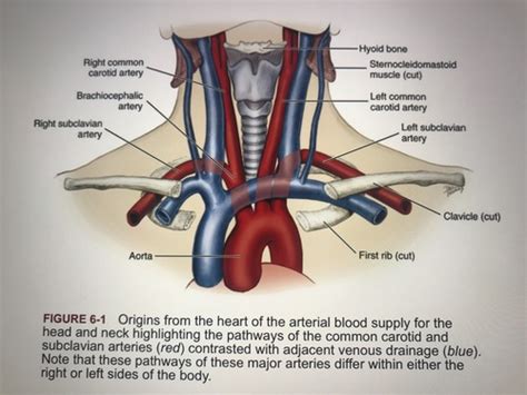 Vascular System Flashcards Quizlet