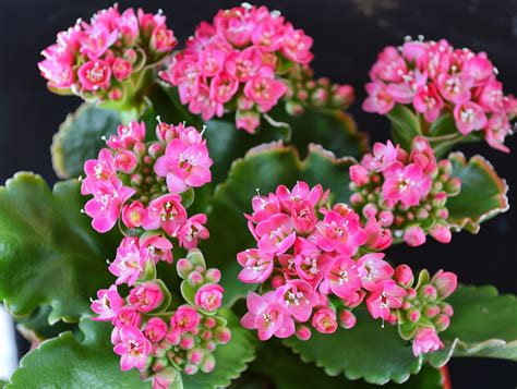 Kalanchoe Sukkulenten Wissen