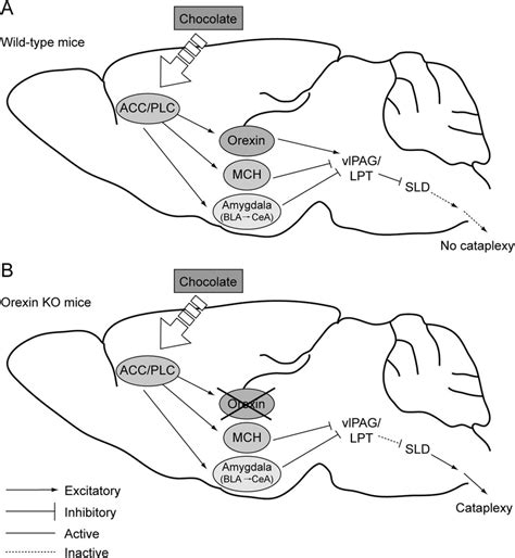 A Model For The Triggering Of Cataplexy By Positive Emotions A In Download Scientific Diagram