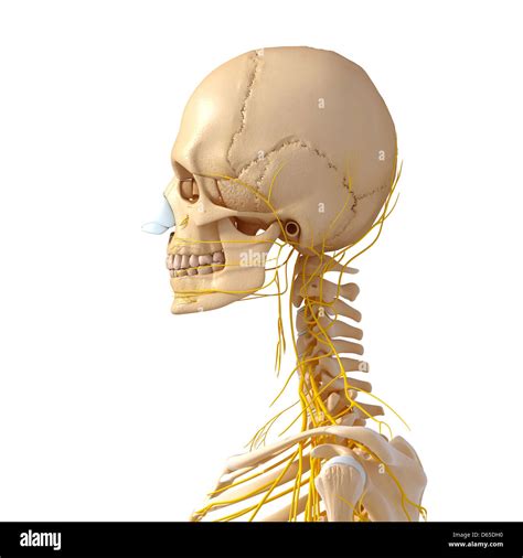 Anatomía de cabeza y cuello ilustraciones Fotografía de stock Alamy