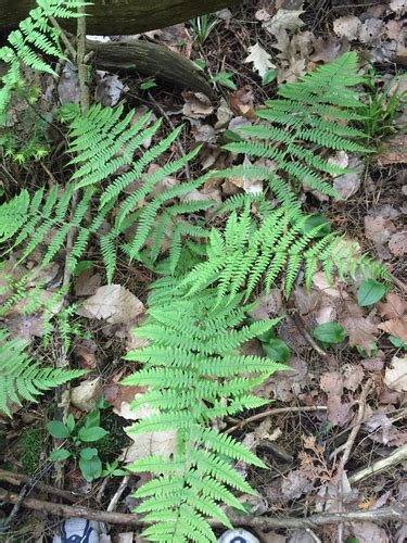 Lady Fern Athyrium Filix Femina Var Angustum Wildflowers And Ferns