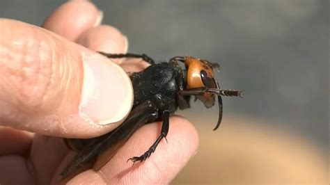 1st Murder Hornet Nest Of 2021 Found In Washington State Good Morning America