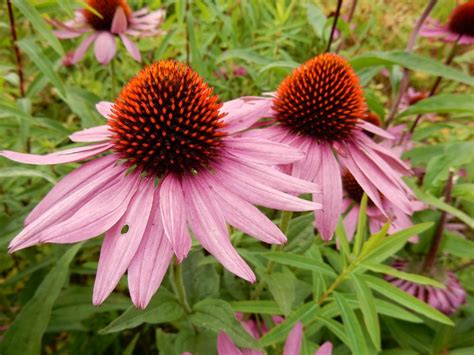 Echinacea reduces children’s antibiotic use for respiratory infections