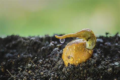 Durian Seed Growing Free Photo On Pixabay