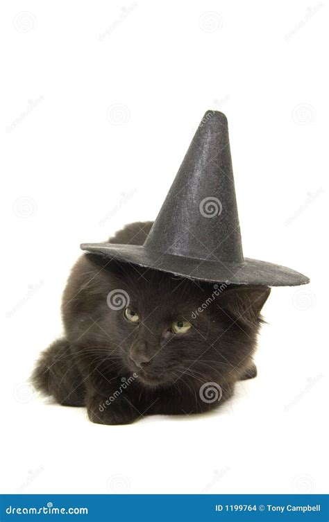 Black Kitten with Witch Hat for Halloween Stock Photo - Image of costume, holiday: 1199764