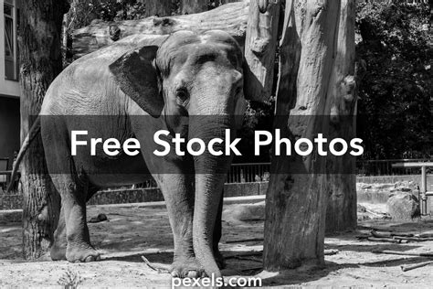 European Zoos Photos Download The Best Free European Zoos Stock Photos