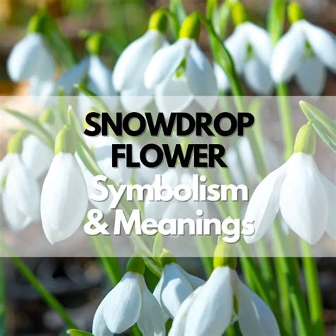 Snowdrop Flower Symbolism Meanings And History Symbol Genie