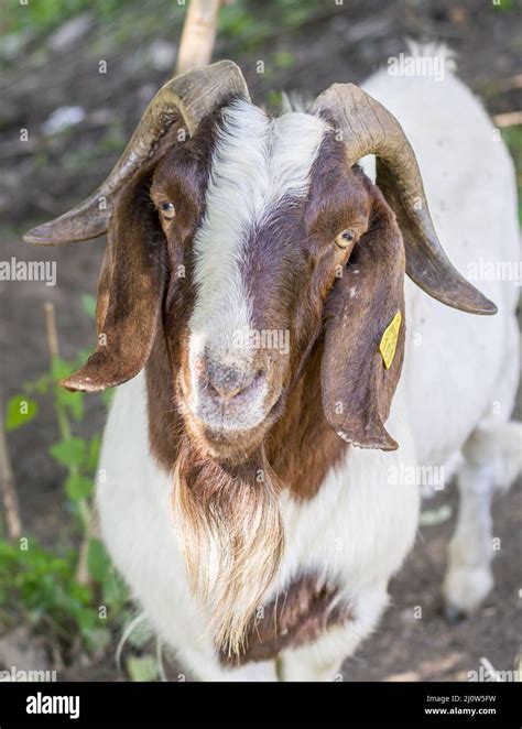 Domestic Goat Capra Hircus Male Hi Res Stock Photography And Images Alamy