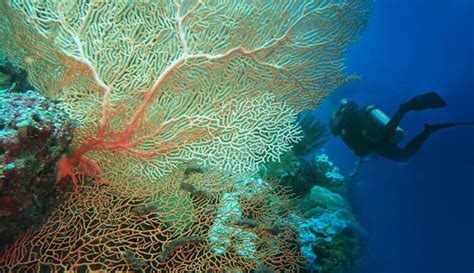 Menyelami Surga Bawah Laut Wakatobi