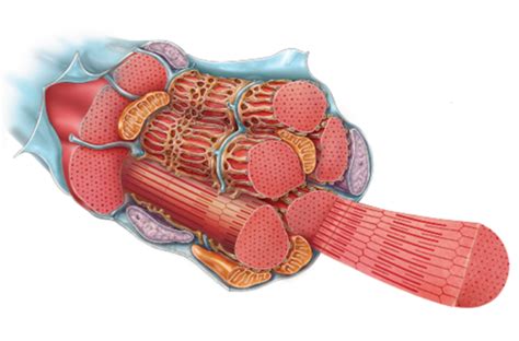 Exercise 12 Skeletal Muscle Structure LECTURE EXAM Diagram