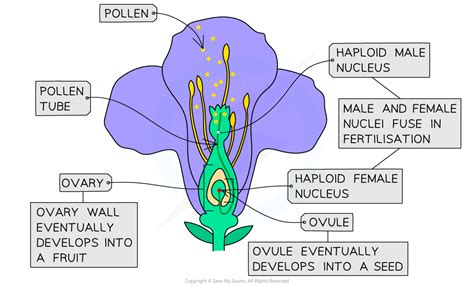 Gametes And Fertilisation Edexcel Igcse Biology Revision Notes 2019