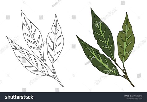 Vector Illustration Bay Leaf White Background Stock Vector Royalty