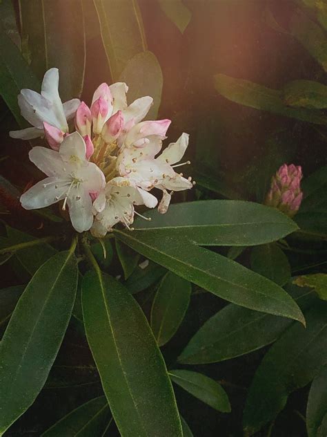 Great Laurel Rose Bay Rhododendron Maximum Gomosh2 Flickr