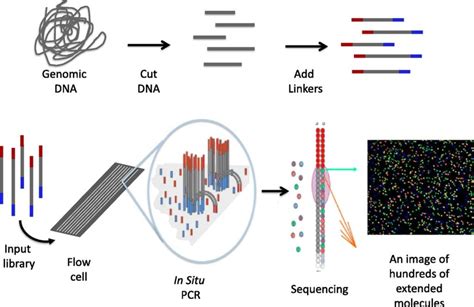 Next Generation Sequencing Ngs Definition Types