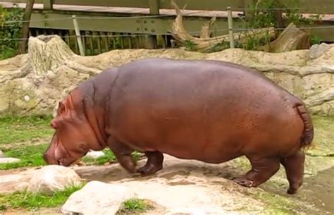 Hippo with Explosive Diarrhea - KidsVids